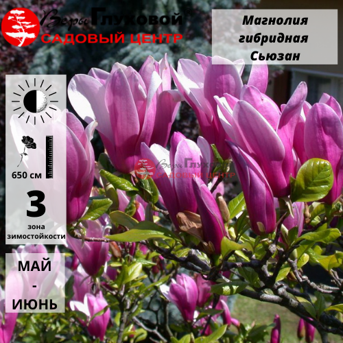 Магнолия гибридная "Сьюзан"
