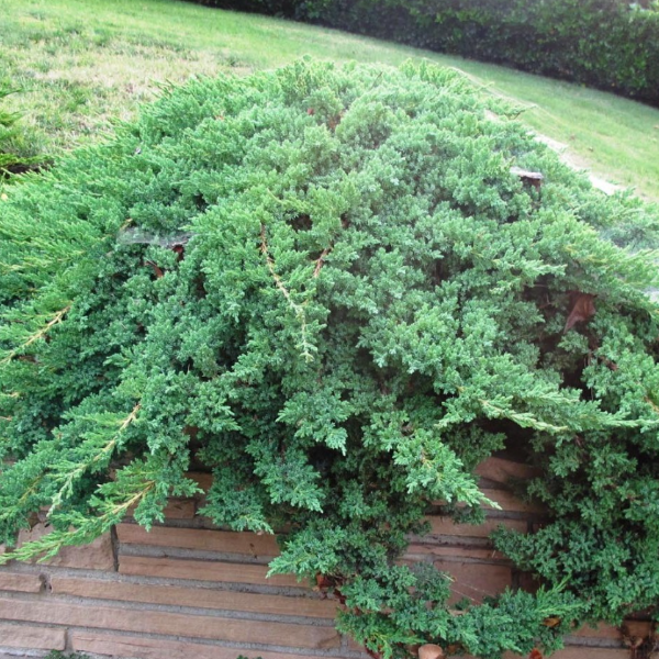 Можжевельник лежачий "Нана"
