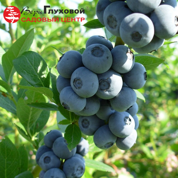 Голубика  обыкновенная