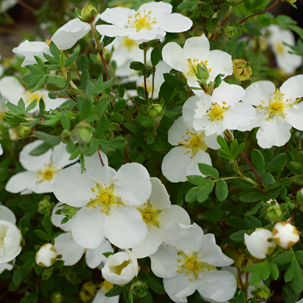 Лапчатка кустарниковая "Сноуфлейк"