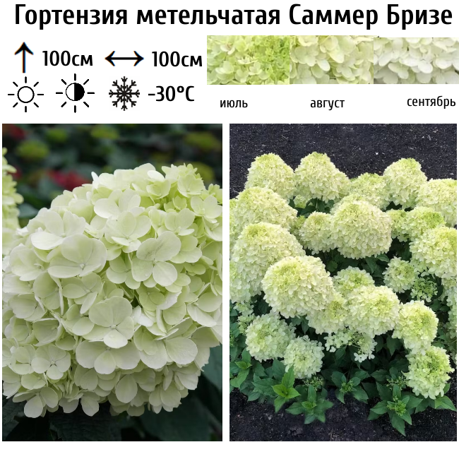 Гортензия метельчатая "Саммер Бризе"