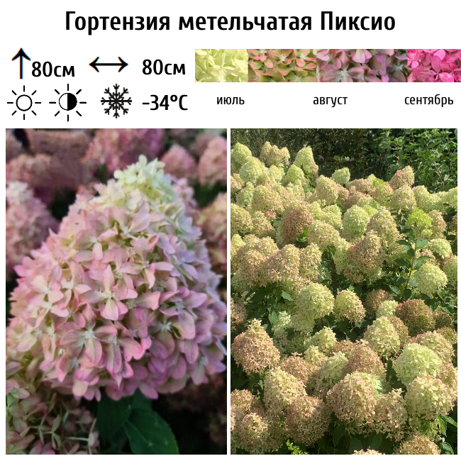 Гортензия метельчатая "Пиксио"