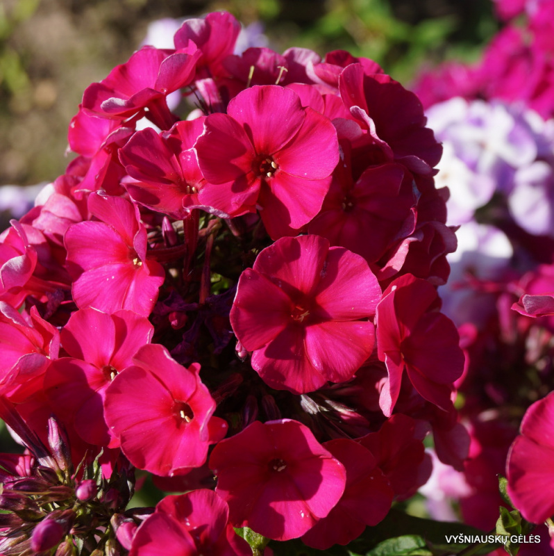 Флокс метельчатый "Септемберглют"