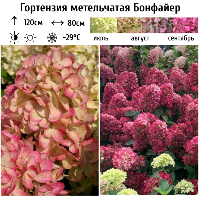 Гортензия метельчатая "Бонфайер"