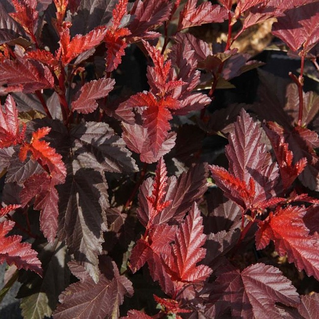 Пузыреплодник калинолистный "Литтл Ангел"