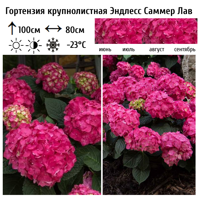 Гортензия крупнолистная "Эндлесс Саммер Саммер Лав"