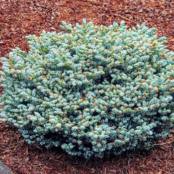 Пихта корейская "Когоутс Айсбрекер" 