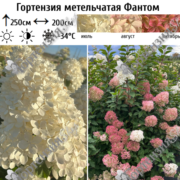 Гортензия метельчатая Фантом