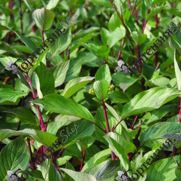 Дерен белый "Сибирика"