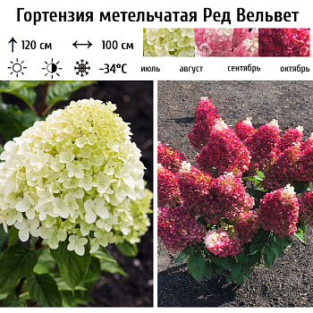 Гортензия метельчатая "Ред Вельвет" 