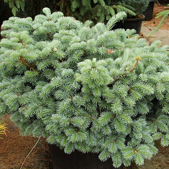 Пихта корейская "Тання" 