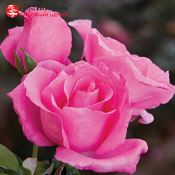 Роза чайно-гибридная "The Mc Cartney Rose" 