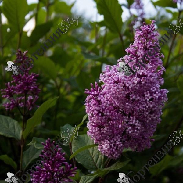 Сирень Венгерская