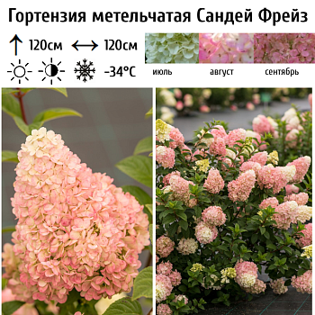 Гортензия метельчатая Сандей Фрайз 