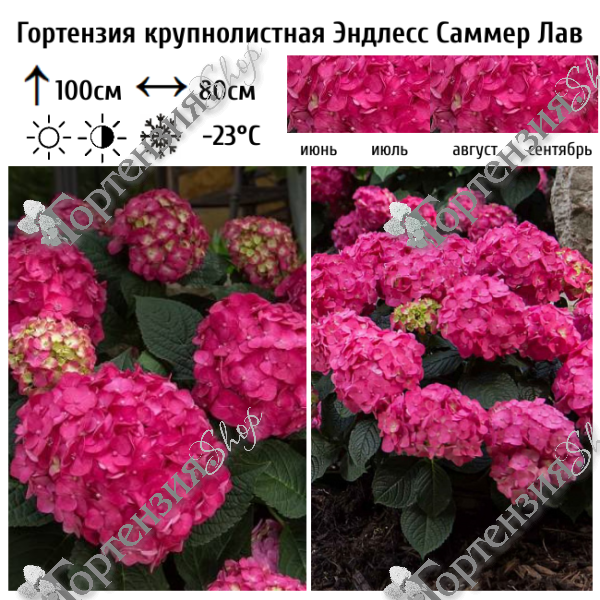Гортензия крупнолистная "Эндлесс Саммер Саммер Лав"