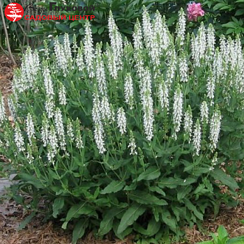 Шалфей дубравный "Шнеехугель" 