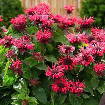 Монарда гибридная "Би Хеппи" 