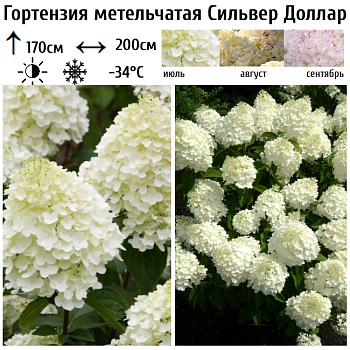 Гортензия метельчатая Сильвер Доллар 