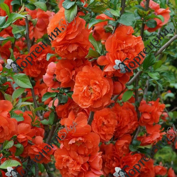 Хеномелес "Оранж Шторм"