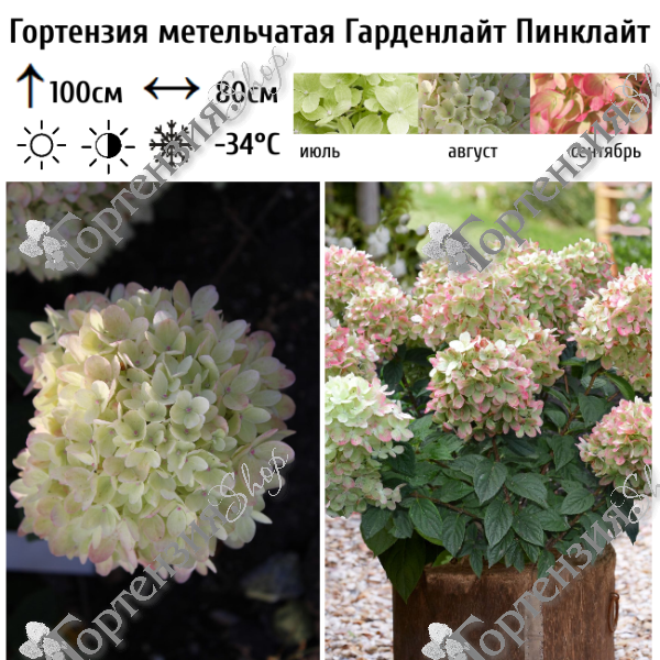 Гортензия метельчатая "Гарденлайт Пинклайт"