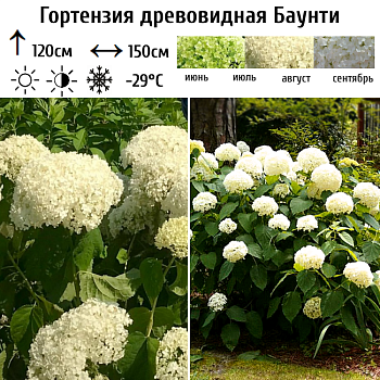Гортензия древовидная "Баунти" 