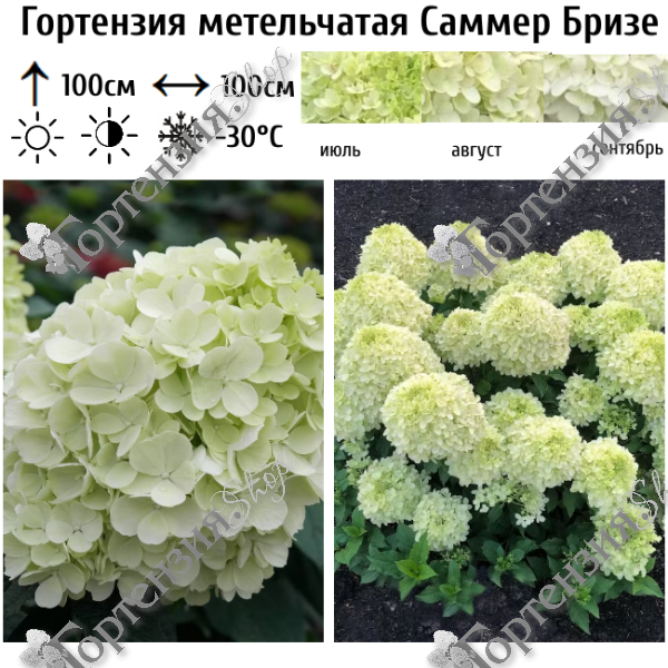 Гортензия метельчатая "Саммер Бризе"