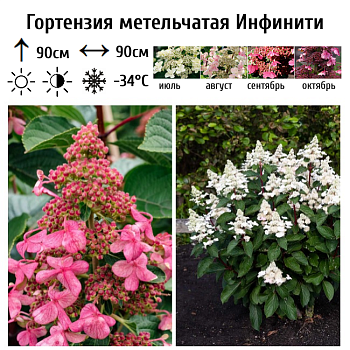 Гортензия метельчатая Инфинити 