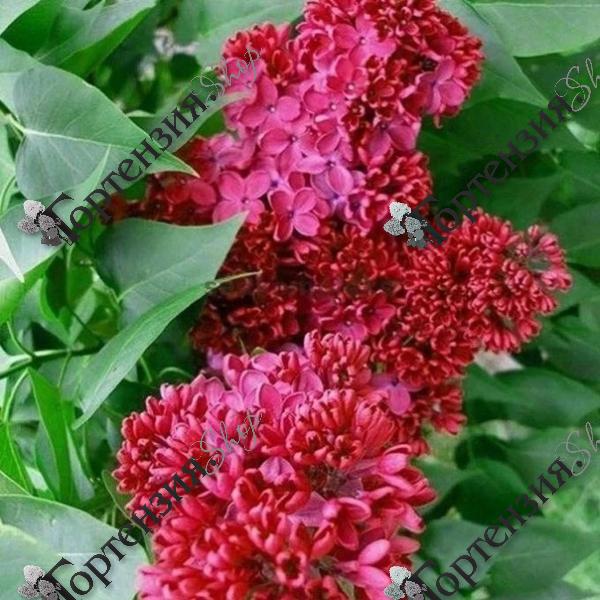 Сирень обыкновенная "Красная Москва"