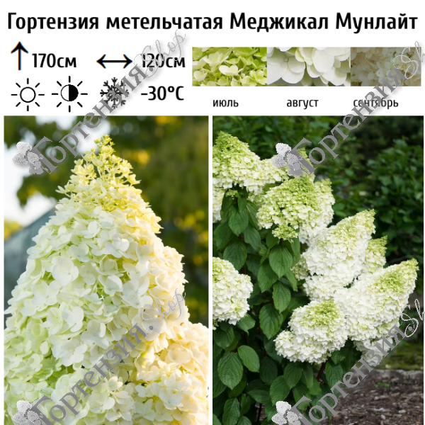 Гортензия метельчатая Мэджикал Мунлайт (Hydrangea paniculata Magical Moonlight)