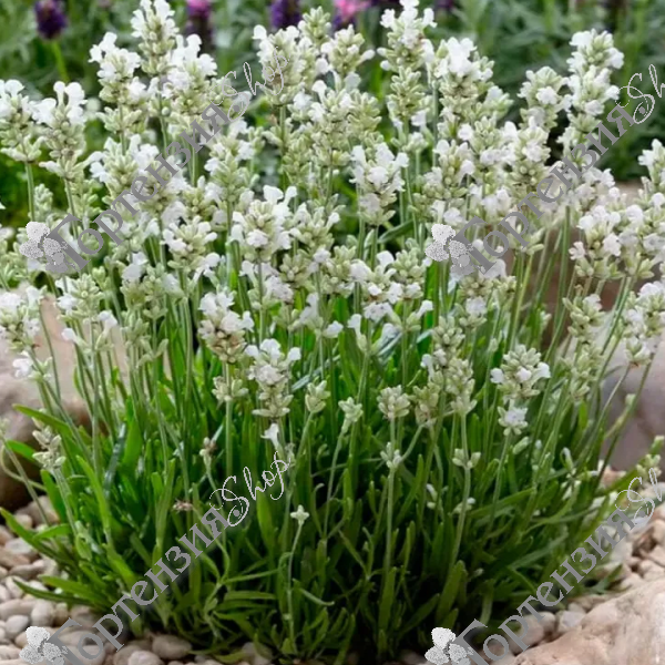 Лаванда узколистная "Хидкоте Вайт"