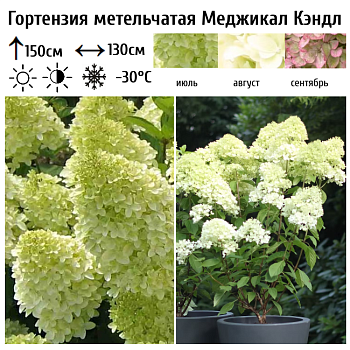 Гортензия метельчатая "Меджикал Кендл" 