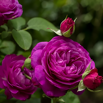 Роза полиантовая "Heidi Klum" 