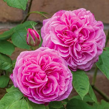 Роза флорибунда Д. Остин "Gertrude Jekyll" 