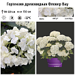 Гортензия древовидная 