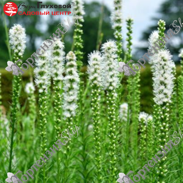 Лиатрис колосковый  "Флористан Вайс" 