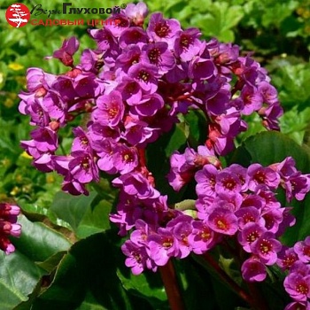 Бадан сердцелистный (Bergenia cordifolia) "Ротблюм" 